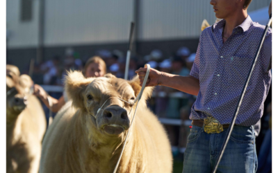 Top 5 Market Animal Payout Increases for 2024