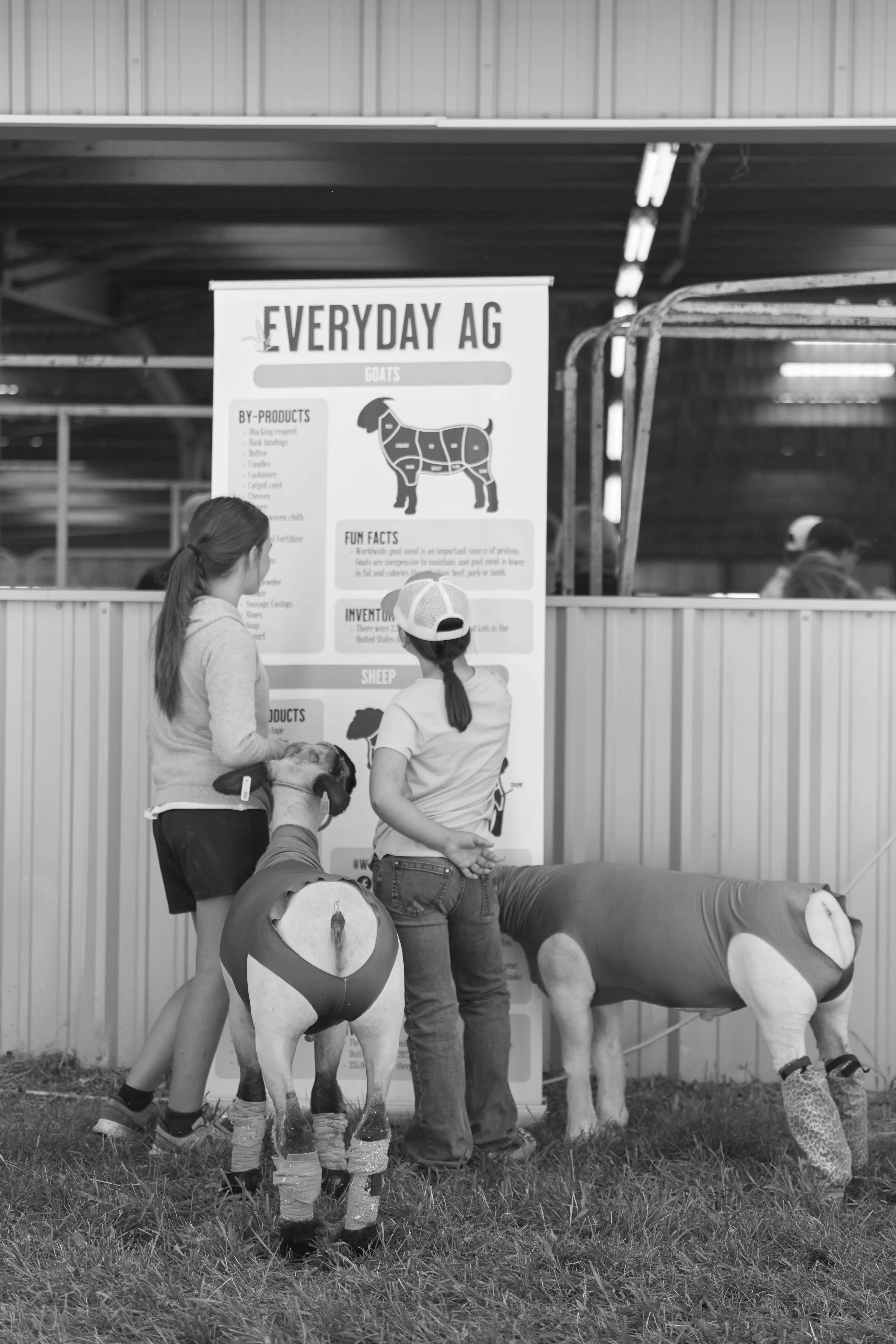 B&W Everyday Ag (vertical) This black and white photo shows two young girls at the fair, standing in front of an educational "Everyday Ag" sign about goats and sheep. They are dressed casually, with one wearing a ball cap and jeans, while the other sports a hoodie and shorts. Their sheep, dressed in snug protective covers and leg wraps, stand patiently beside them. The girls seem focused on the information, likely learning about different agricultural by-products and fun facts. In the background, other fairgoers can be seen inside the barn, adding to the lively atmosphere of the fair's agricultural exhibits.