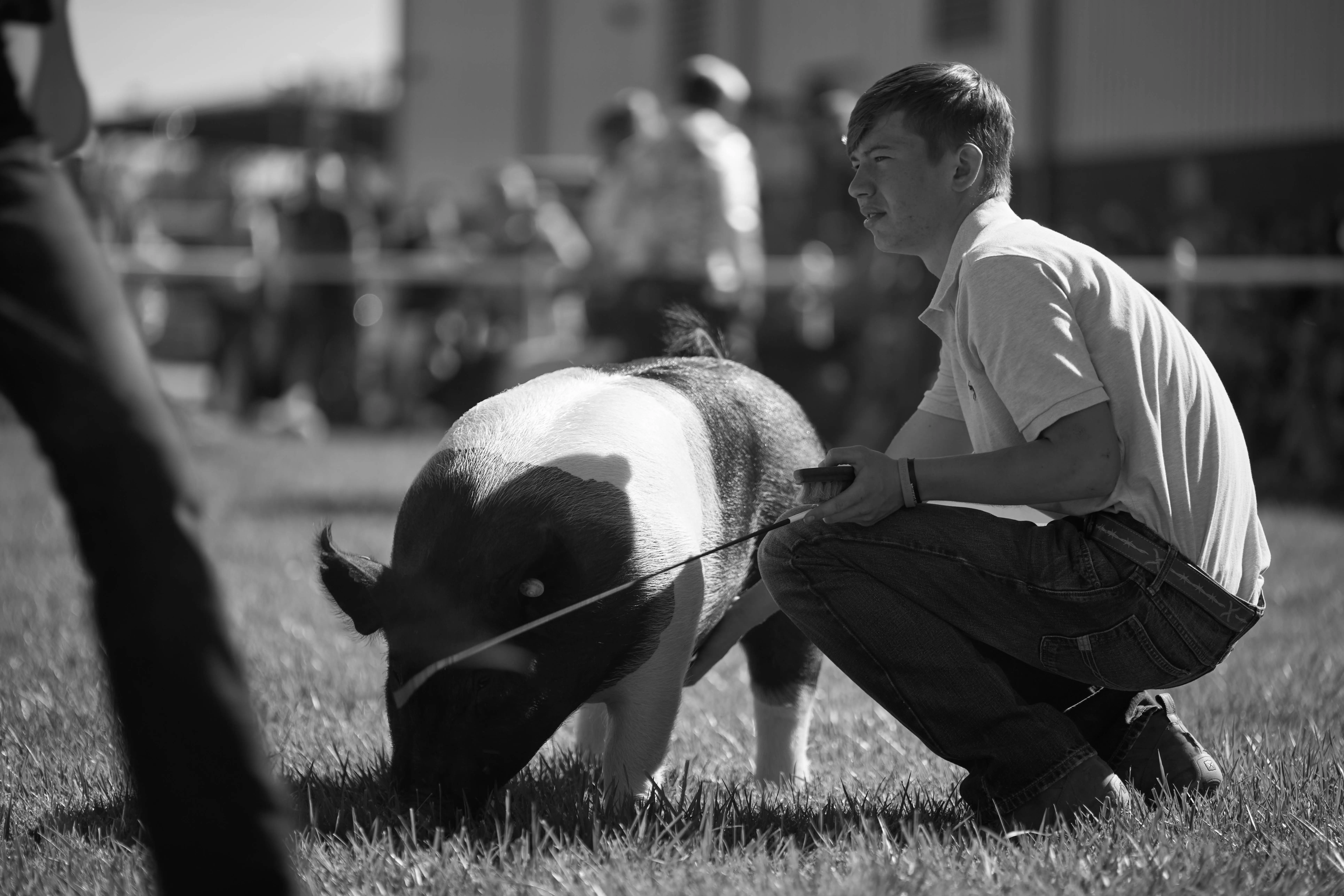 B&W Swine Exhibitors This black and white photo captures a focused young exhibitor crouching beside his well-groomed show pig in the livestock arena. With a steady hand on his show stick, he carefully guides the pig, showcasing its best qualities to the judge. The pig's sleek coat and confident stance reflect the exhibitor's dedication and preparation. In the background, blurred spectators and fellow competitors create a lively fair atmosphere, highlighting the sense of community and tradition at the event. This image encapsulates the hard work, patience, and pride that come with participating in youth livestock competitions.