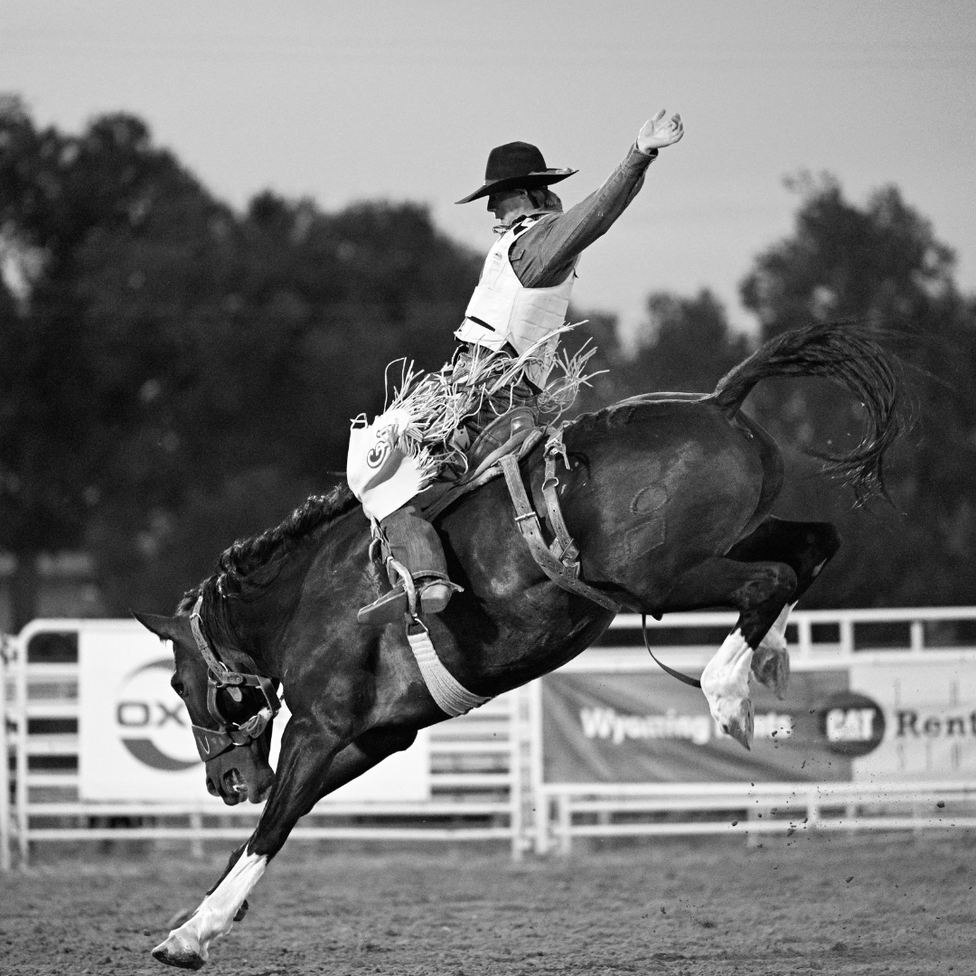B&W Bronc Rider This black and white photo captures the thrilling action of a rodeo bronc rider in mid-ride. The cowboy, dressed in traditional western attire with a wide-brimmed hat and protective vest, holds one arm high in the air for balance while gripping tightly to the bucking horse. The horse is captured in full motion, its muscles tense and mane flying as it kicks up dirt in the arena. The background features rodeo fences and banners, adding to the authentic atmosphere of the event. This image perfectly showcases the raw energy, skill, and tradition that define rodeo competition.