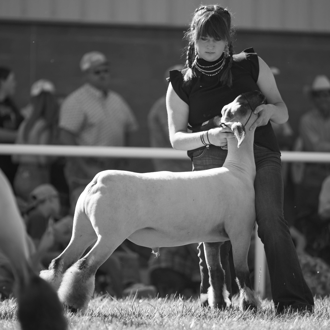 Website Image Resizing (1) This black and white photo captures a young woman showing her steer for competition at the fair. Dressed in a satin shirt and wearing a belt with an ornate buckle, she focuses intently holding the halter on her animal. Her blonde hair flows over her shoulder, and she wears multiple wristbands and bracelets. The steer, calm and steady, stands beside her, its large eyes gazing forward. The blurred background showcases the show ring. This image beautifully reflects the dedication and hard work of youth involved in agricultural competitions.