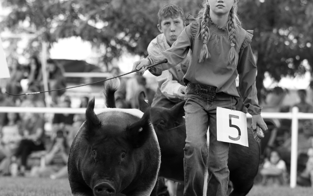 This is a Black and White photo from 2024 featuring a young female exhibitor showing her swine. The swine has a black body with pink legs. She sports her exhibitor number and a face ready for competition.