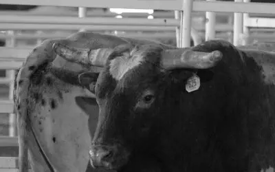 Action-Packed Lineup and a Patriotic Kickoff to America’s 250th