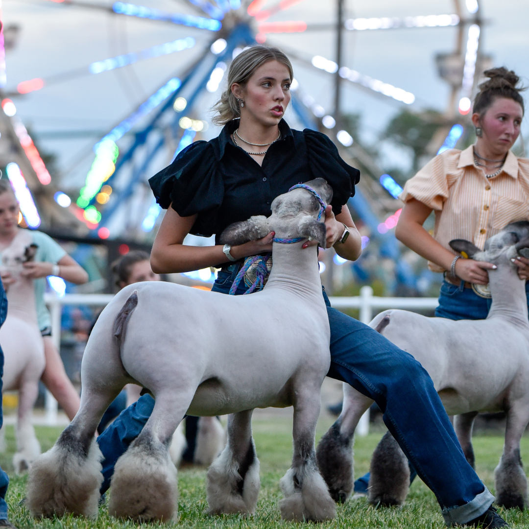 Youth exhibitor showing a market lamb during a livestock show at the Wyoming State Fair with carnival rides in the background.