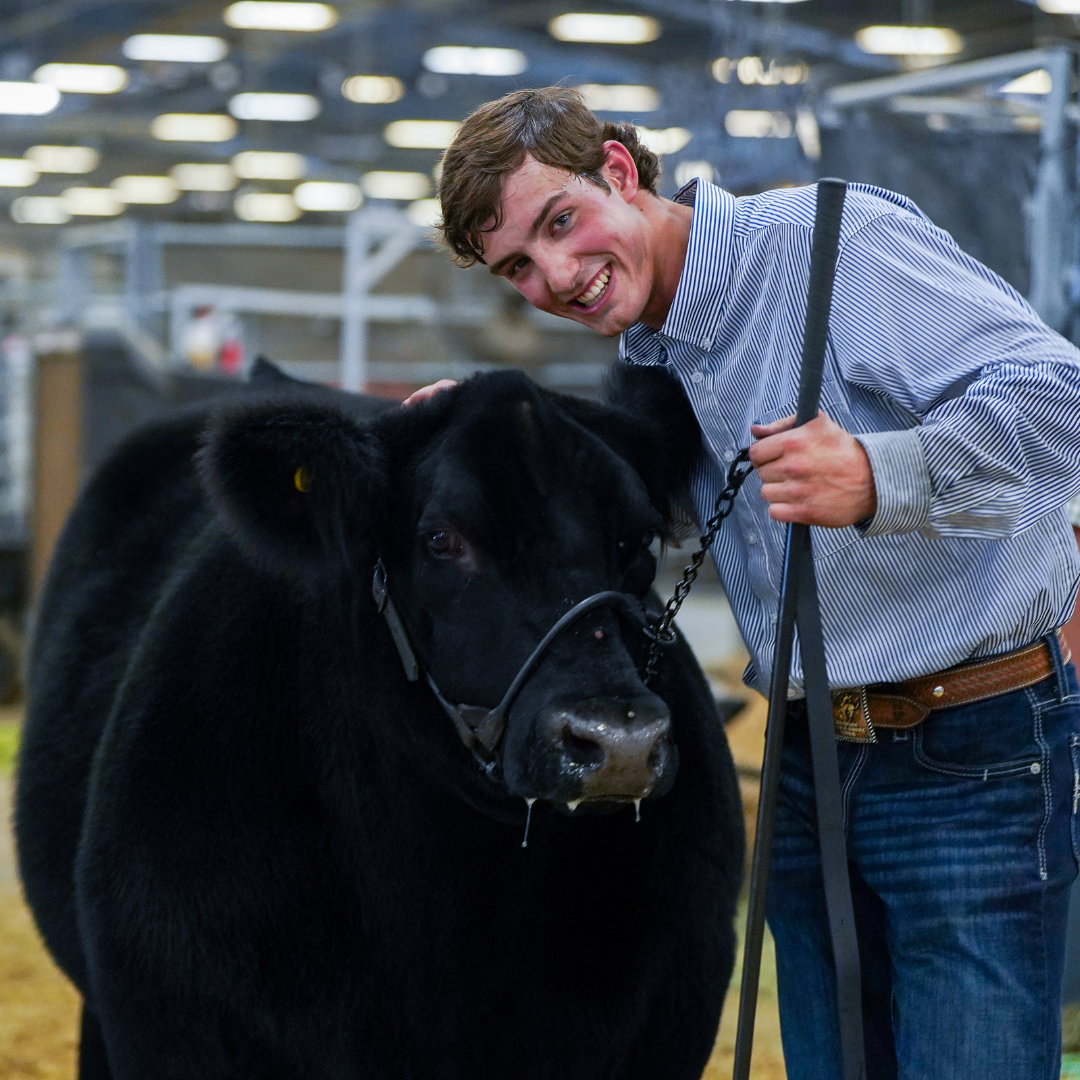 Exhibitor leading a black beef steer inside a livestock barn at the Wyoming State Fair.