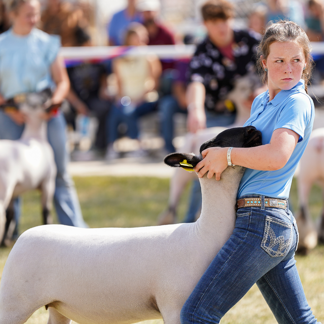Youth exhibitor showing a market lamb during a livestock competition at the Wyoming State Fair.
