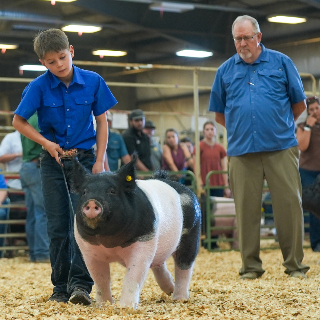 Youth exhibitor showing a market hog in the show ring while a judge observes at the Wyoming State Fair.