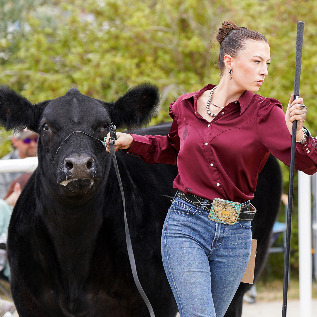 Youth exhibitor guiding a black beef steer in the show ring during a livestock competition at the Wyoming State Fair.