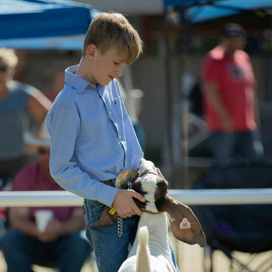 Young exhibitor showing a goat during a livestock competition at the Wyoming State Fair.