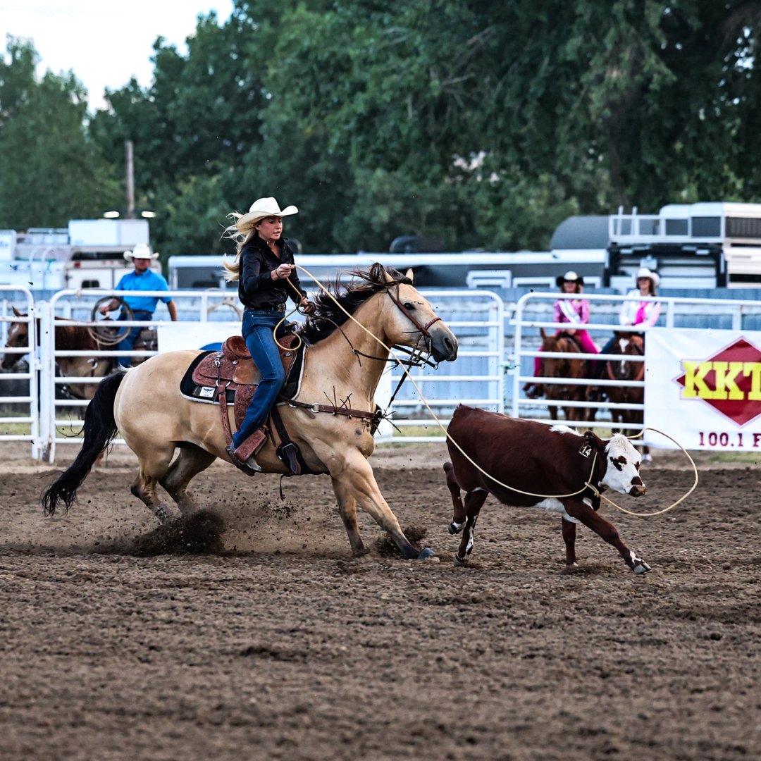 A breakaway roper rides quickly across the arena on horseback while swinging a rope toward a running calf during a rodeo event at the Wyoming State Fair.