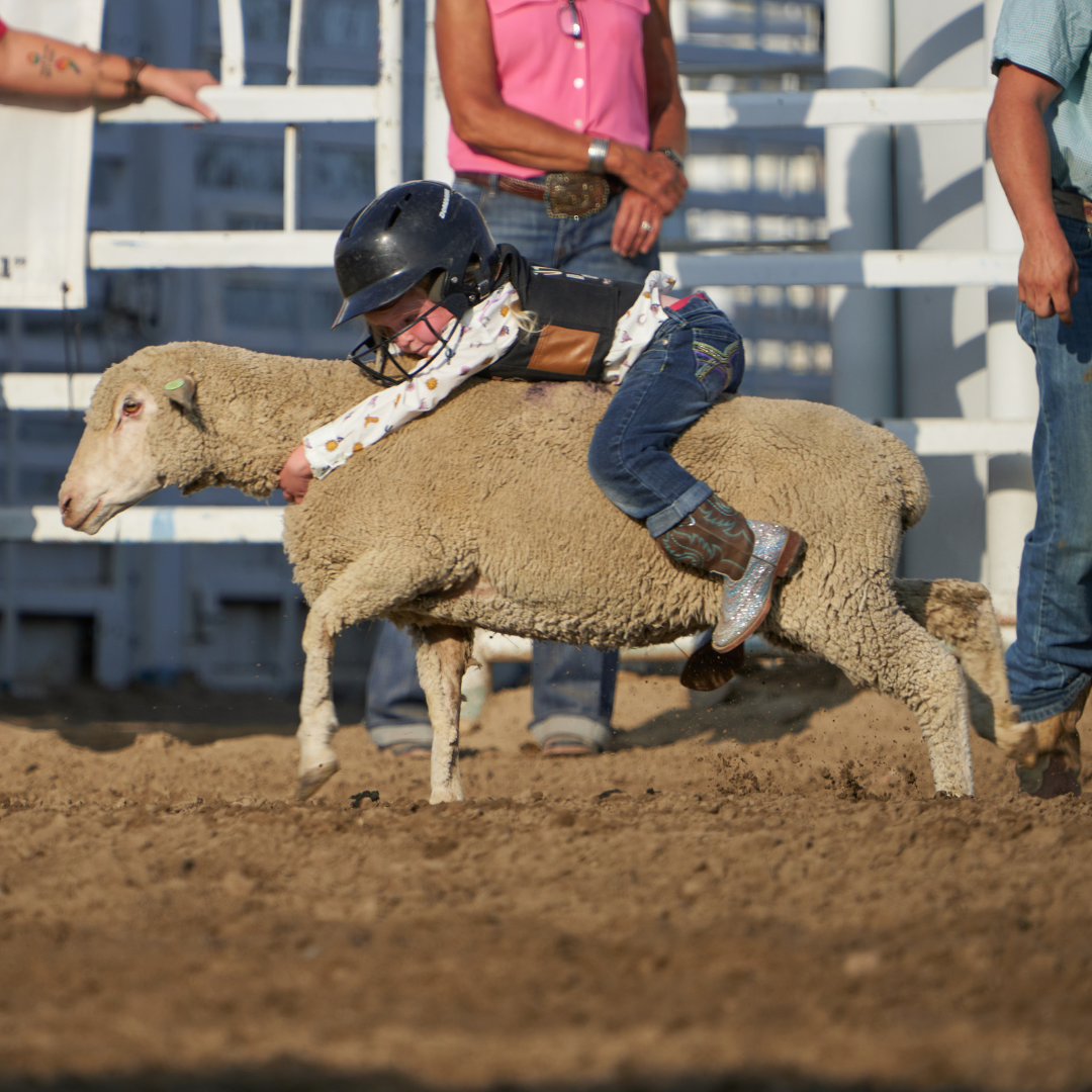 A young child wearing a helmet and protective vest rides a sheep during a mutton bustin’ event at the Wyoming State Fair rodeo while adults watch nearby in the arena.