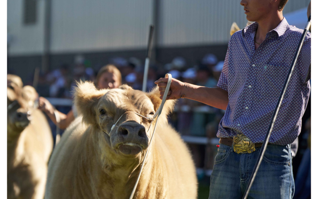 Beef Exhibitor