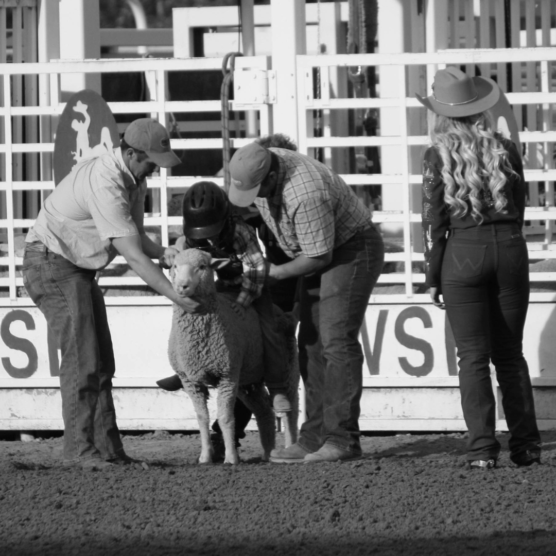 B&W Mutton Bustin This black and white photo captures the anticipation of a young rider getting ready for a mutton bustin' event at the rodeo. Two handlers, dressed in plaid shirts and cowboy hats, carefully position the child on the back of a sturdy sheep, ensuring they are secure and ready for the ride. The child, outfitted in protective gear, grips tightly with determination. In the background, a rodeo queen in a Western shirt, jeans, and a cowboy hat watches attentively, adding to the authentic rodeo atmosphere. The arena's fencing and signage frame the scene, highlighting the excitement and tradition of this beloved youth rodeo event.