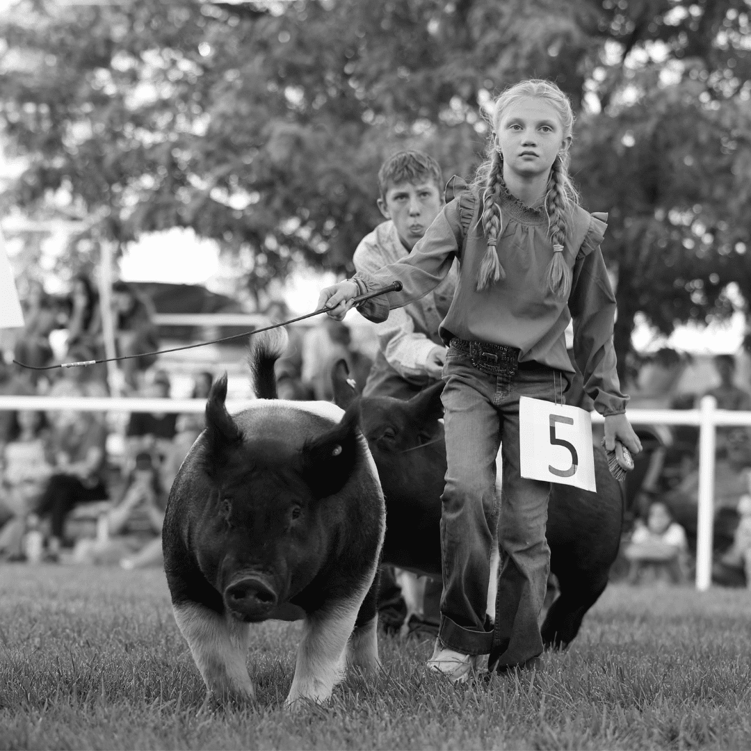 Swine Showman This is a Black and White photo from 2024 featuring a young female exhibitor showing her swine. The swine has a black body with pink legs. She sports her exhibitor number and a face ready for competition.